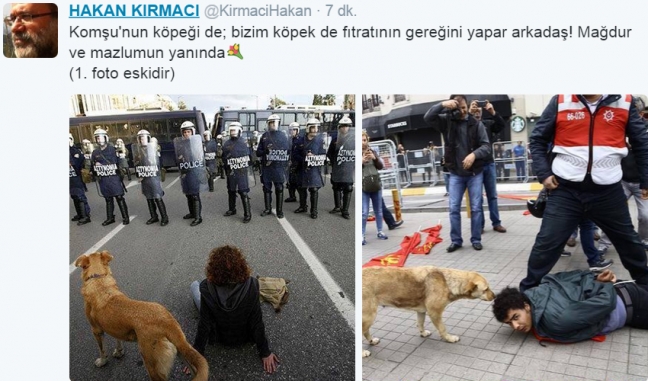 15-05/01/kopek-foto1