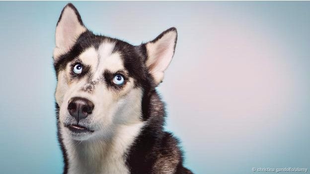 15-05/08/150508141503_dog_624x351_bbc_nocredit