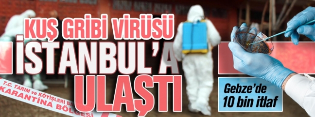 15-05/17/kusgribi-1431859435