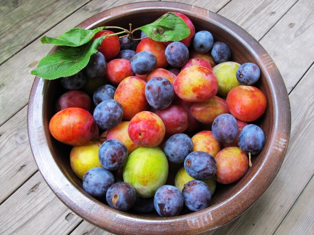 15-05/18/img_6450_plums