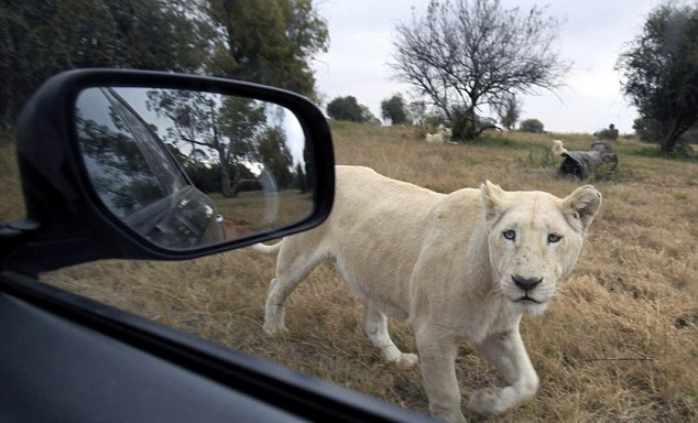 15-06/03/aslan4-1433322188