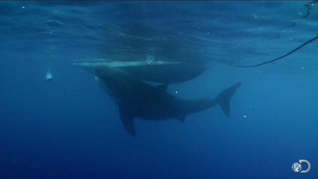 Simdiye Kadar Goruntulenen En Buyuk Kopekbaligi