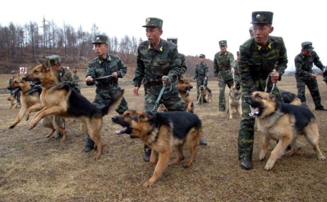 15-06/15/dprk-army-dogs