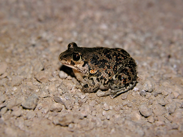 15-06/24/p_syriacus_prespa_greece_0005_lb1