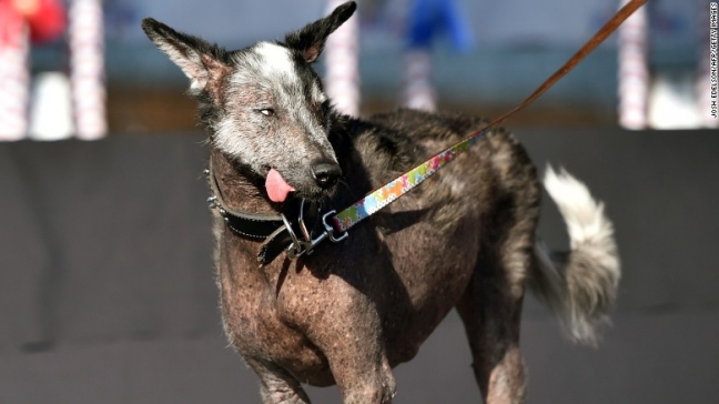 15-06/28/cirkin-kopek-2