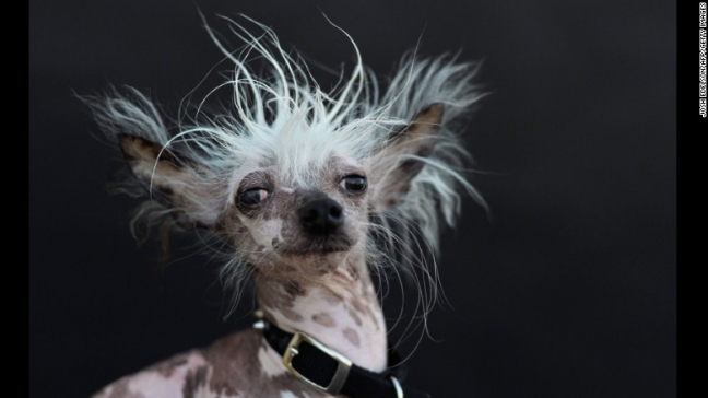 15-06/28/cirkin-kopek