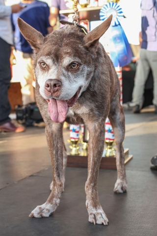 15-06/28/worlds-ugliest-dog