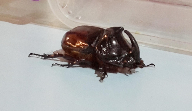 15-07/04/bir-gergeden-bocegi-de-golcukte-bulundu-_5924_dhaphoto3