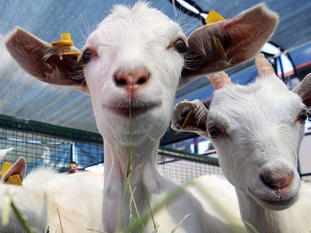 15-08/10/1x6494xc1v124422-kurban-oncesi-et-fiyatlari-tirmanisa-gecti