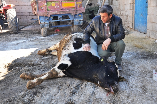 15-08/10/51inekolumu1-1