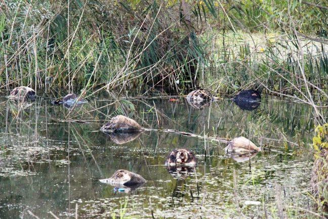 15-10/09/4ec7e95cd907d157082cc1b58231e6d4-1444399506