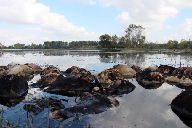 15-10/09/a5adb7ac28446a2695f3f167c89722b6-1444399514