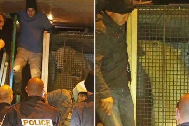 15-10/15/141015-france-polar-bear-nissan-migrant-refugees-on-lorry-calais-credit-yorkshire-wildlife-park-adaptive-comp-1-736x414-1444898143