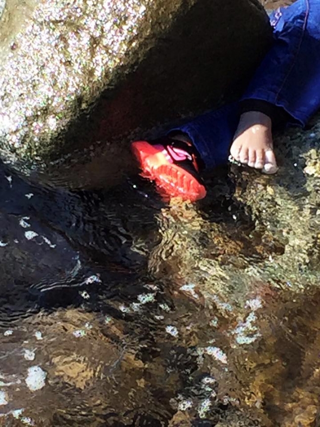 15-11/22/minik-siginmaci-senanin-sonu-da-aylan-gibi-oldu_5472_dhaphoto1