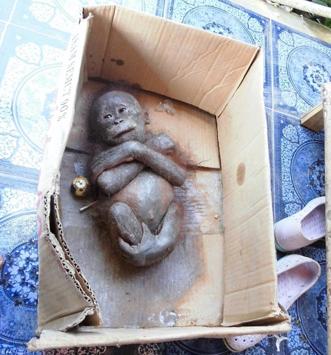 15-11/26/2ed25b1f00000578-3334735-image-m-50_1448539389332