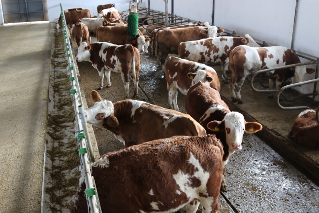 15-12/06/aa_picture_20151206_6986834_high