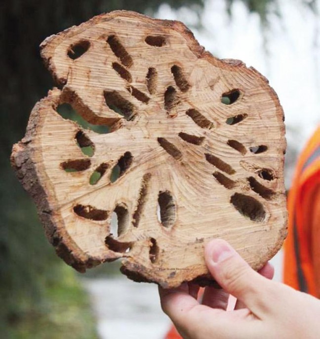 15-12/12/566b368ac03c0e70b4fc2ad4