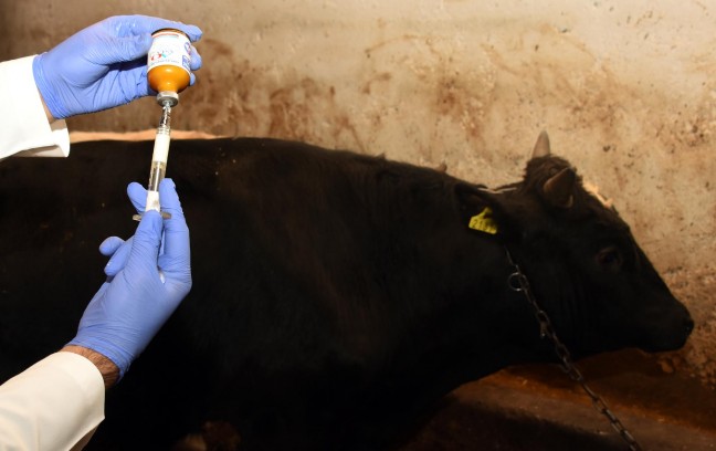 15-12/18/vanda-sap-alarmi_9063_dhaphoto3