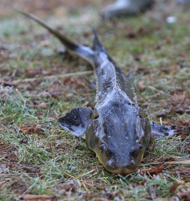 15-12/29/aa_picture_20151229_7170183_high