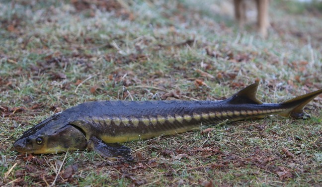 15-12/29/aa_picture_20151229_7170184_high