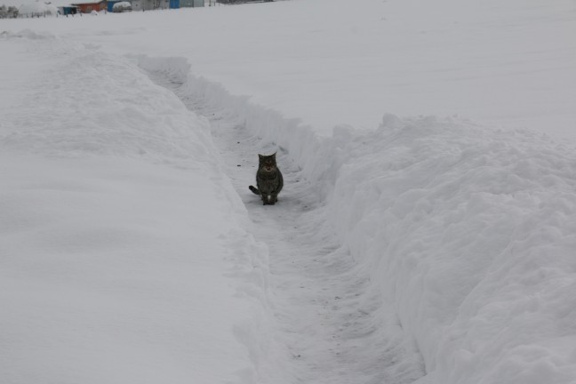 15-12/31/aa_picture_20151231_7184167_high