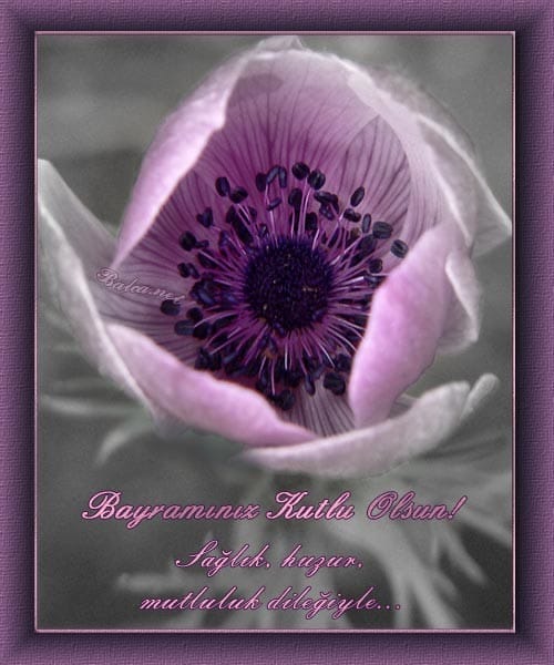 16-07/04/32-1467629456