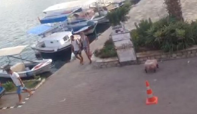 16-07/26/5796053318c773677c7c2388