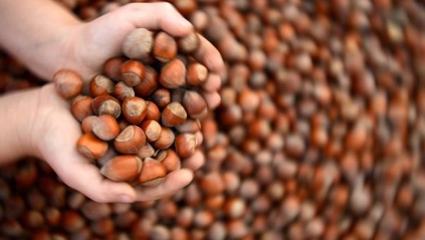 16-08/24/xfindik-fiyatlari-001jpgpagespeedicmq6fkdzykp