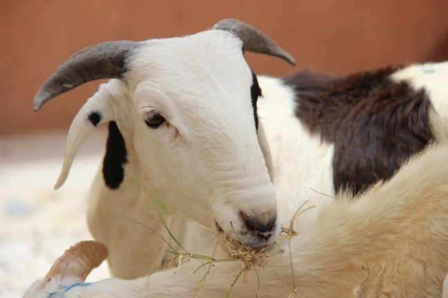 16-08/28/6_moritanya_kurban2014-5-1024x683