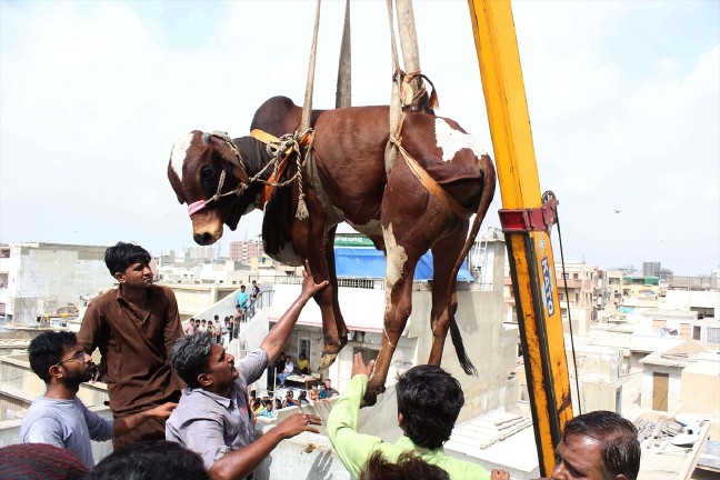 16-09/05/kurban_6665