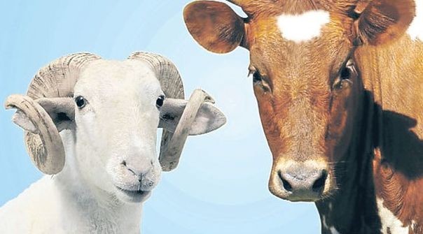 16-09/07/2015-kurban-bayrami-ne-zaman-iste-kurbanlik-fiyatlari-ve-resmi-tatil-gunleri-5979620-1473238179