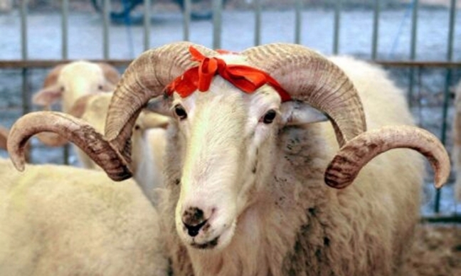 16-09/07/kurban-nedir-kimler-kurban-kesmelidir-1470823804-18575296830