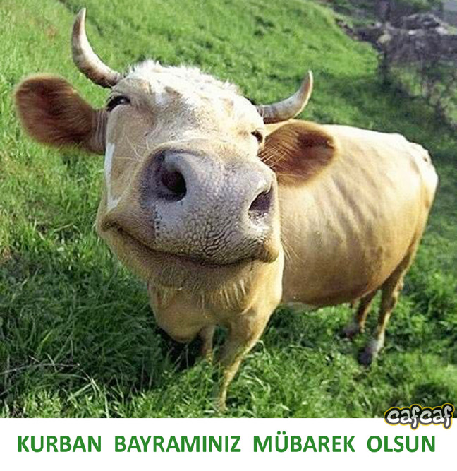 16-09/09/kurban-tebrik-karti-5