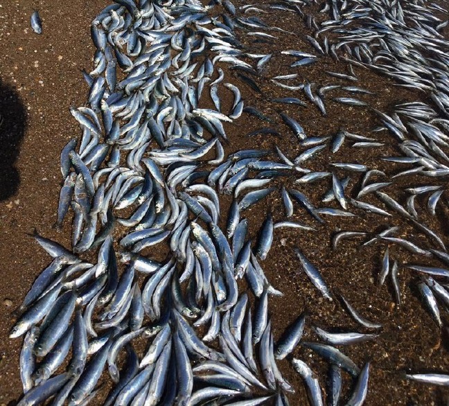 16-09/17/57dd4ec8c03c0e1e9810ff99