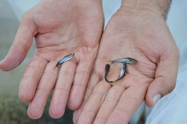 16-09/27/resimid_4584202