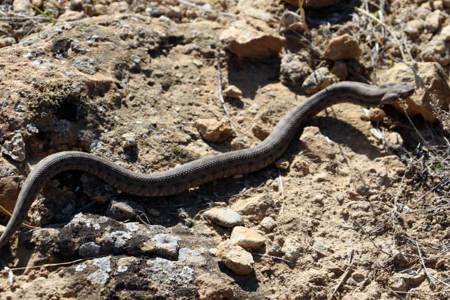 16-12/04/20161204_2_20498329_16647784