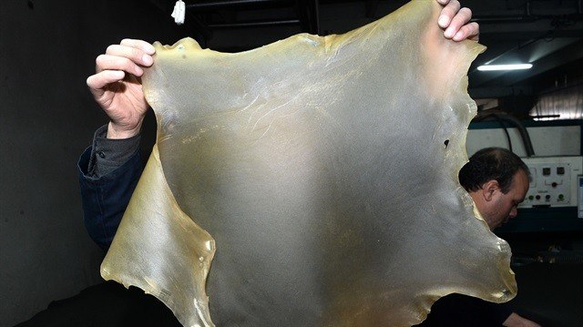 17-02/04/resized_ee370-1311_tur_picture_20170204_10854236_10854226