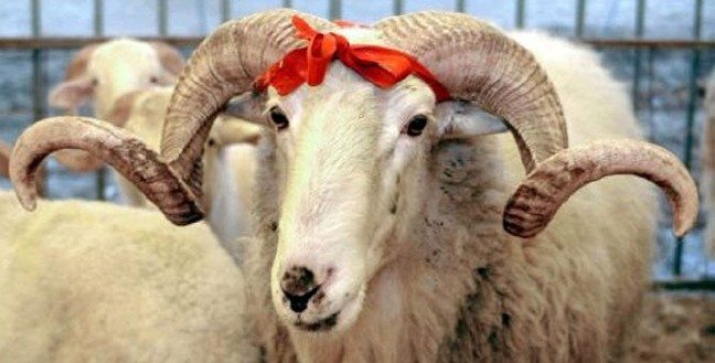 17-03/09/1441797101-1489069702