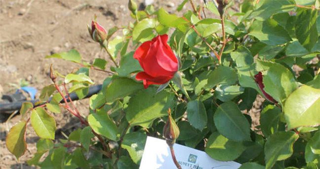 17-05/04/1462488808635