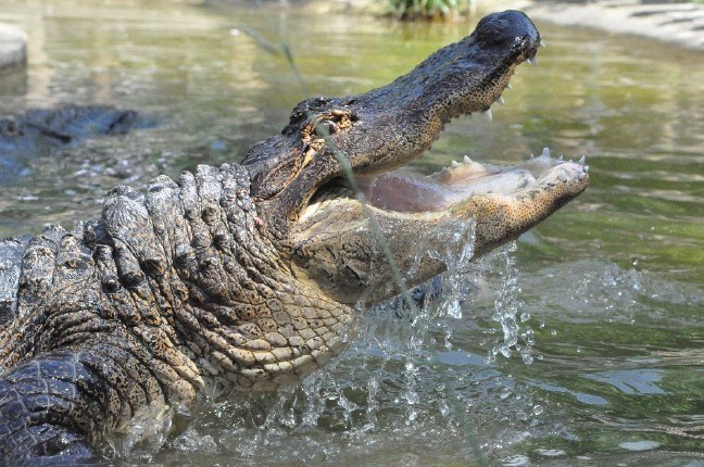 17-05/16/14a4f867-c2dc-4e32-8c81-77d787743877