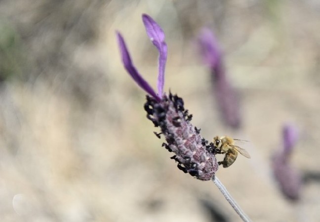 17-05/26/arilar-karabas-otundan-bal-yapiyor-001