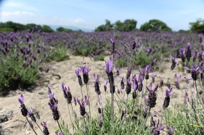 17-05/26/turkiyede-kum-uzerinde-nadir-olarak-karacabey-ve-yenikoyde-yaygin