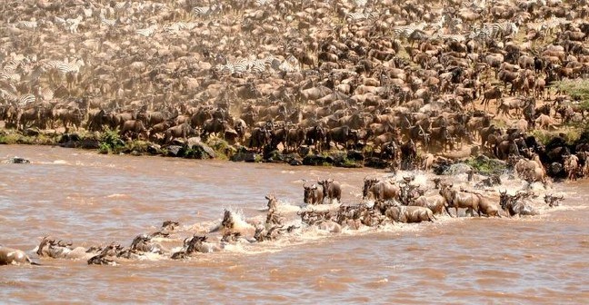 17-06/14/safaris-in-masai-mara-the-great-wildebeest-migration-1497432815.jpg