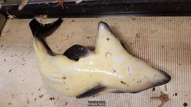 17-06/17/5945120d0f2544146c1a799e