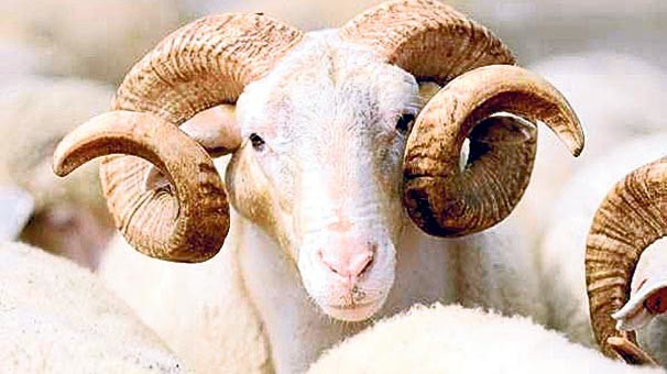 17-08/11/fft16_mf7552367