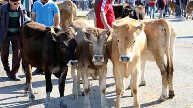 17-08/15/2017_kurban_fiyatlari_bu_sene_kurbanda_ucretler_ne_kadar_olacak_1502263638_9833