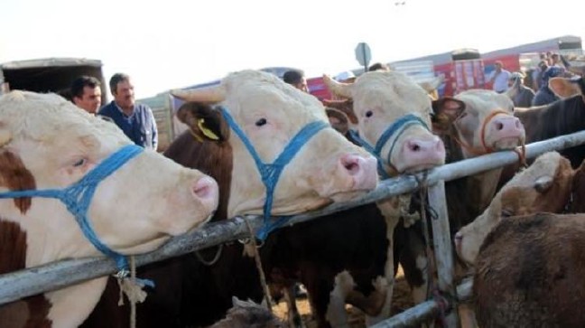 17-08/15/ghlsi_1502263683_8607