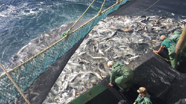 17-08/23/599d738867b0a90ee4012fb0