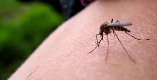 18-01/31/zika-belirtileri