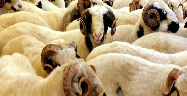 18-03/28/kurban-bayrami-2018